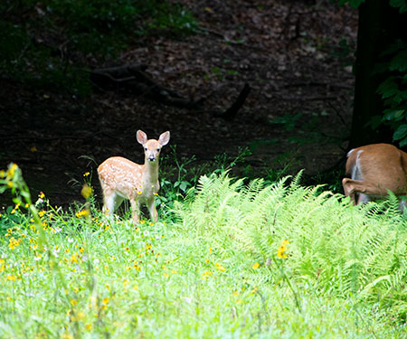 “Baby deer