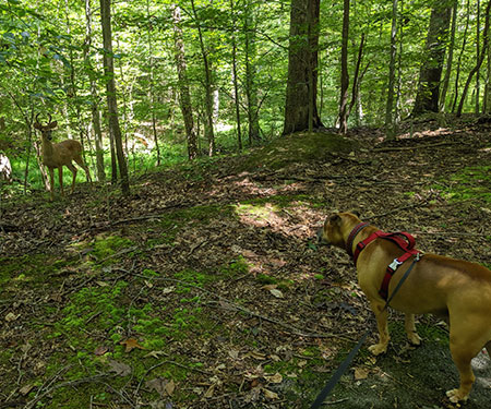 “Our “Deer